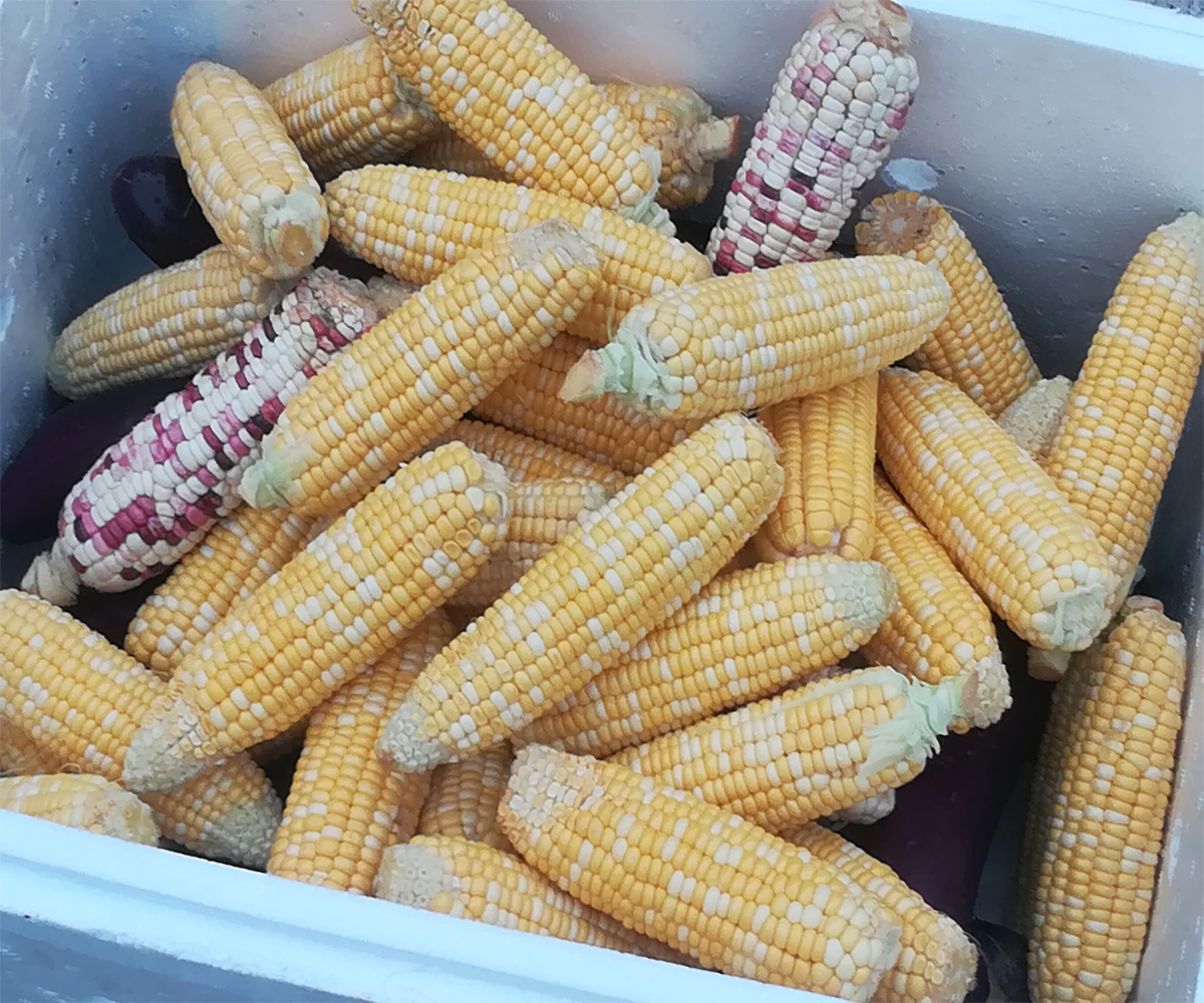 鑫鵬博南昆山旅游 鑫鵬博南昆山旅游